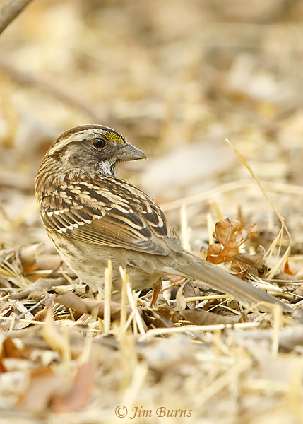 White-throated Sparrow juvenile white-striped morph dorsal view--8532