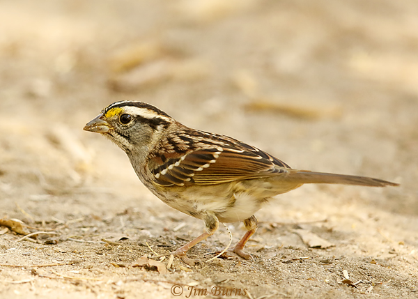White-throated Sparrow juvenile white-striped morph--8628