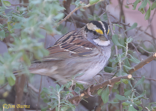 White-throated Sparrow, December, 2023, our second Yard Bird of the year--2072