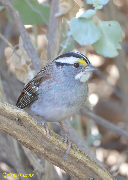 White-throated Sparrow, Arizona in late October--7583