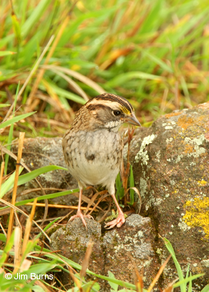 White-throated Sparrow juvenile tan stripe morph with malformed foot