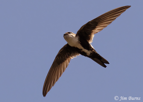 White-throated Swift overhead--4468