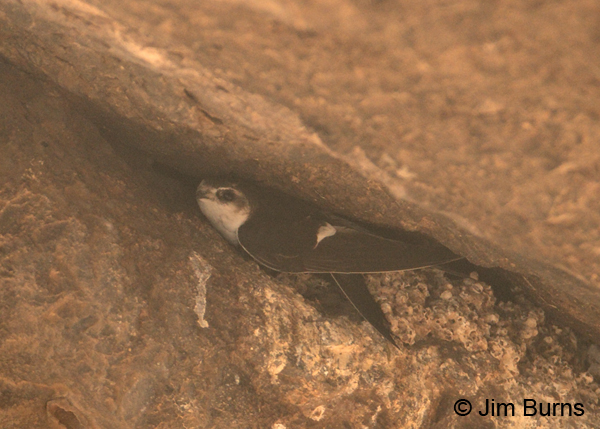 White-throated Swift on nest