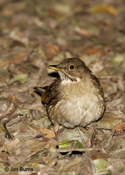 White-throated Thrush ventral view