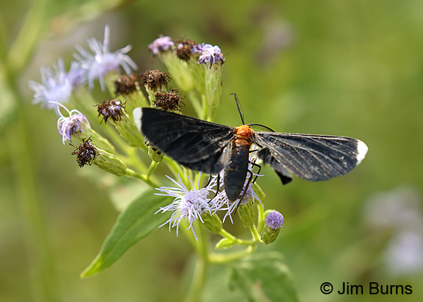 White-tipped Black Moth on Crucita, Texas