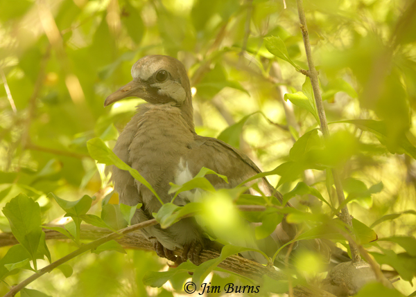 White-winged Dove fledgling--9461