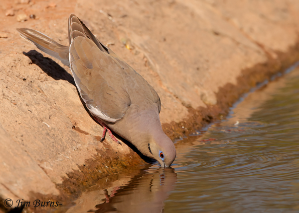 White-winged Dove drinking--9479