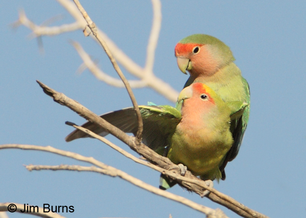 Why lovebirds are so prolific