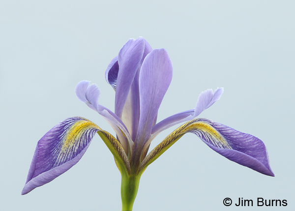 Wild Iris, South Carolina