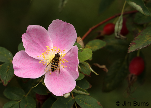 Wild Rose with flower fly and hips, Alaska