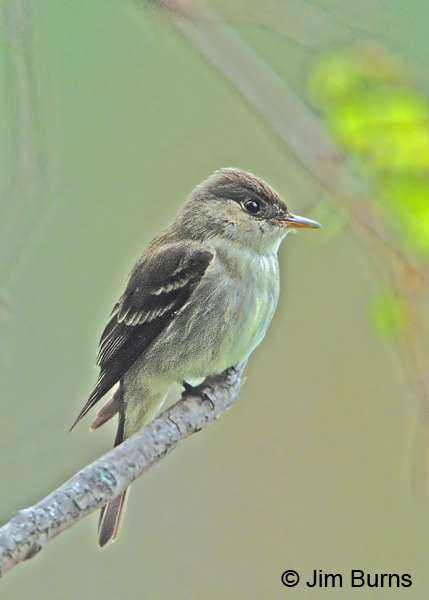 Willow Flycatcher long primary extension