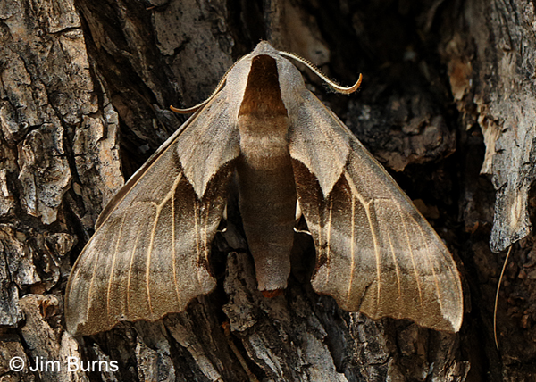 Willow Sphinx Moth, Arizona