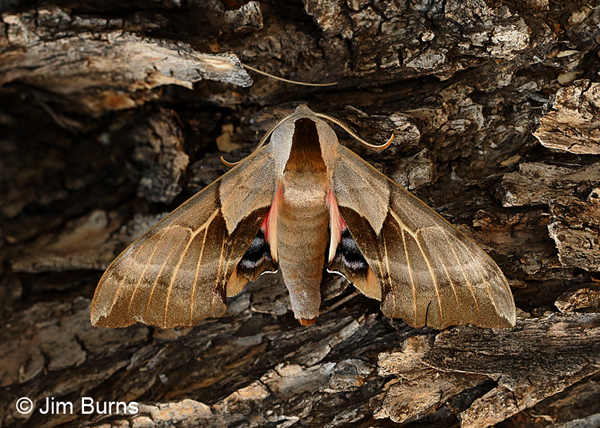 Willow Sphinx Moth wingspread, Arizona