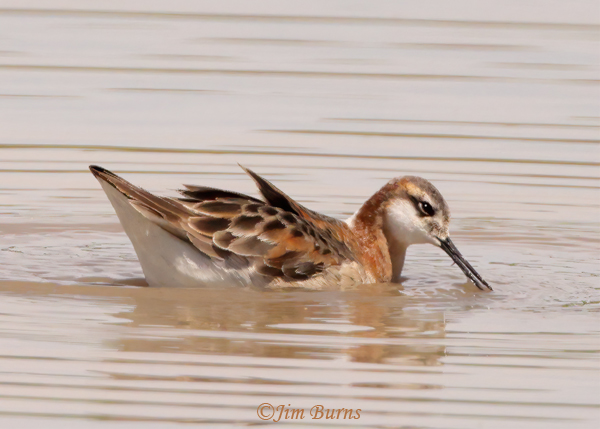 Wilson's Phalarope male with captured aquatic insect in bill--1122
