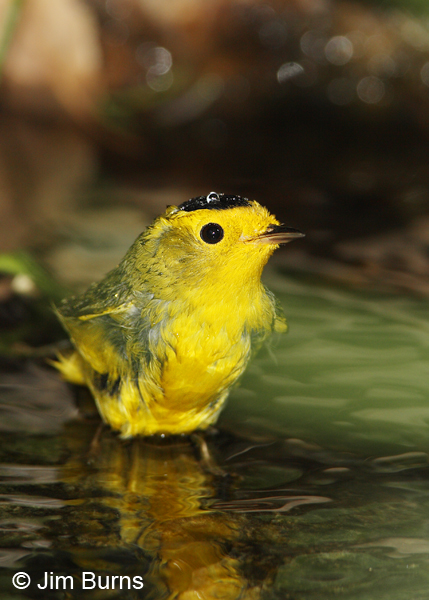 Wilson's Warbler male bathing #3