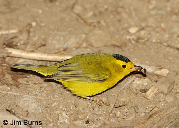 Wilson's Warbler male with bee