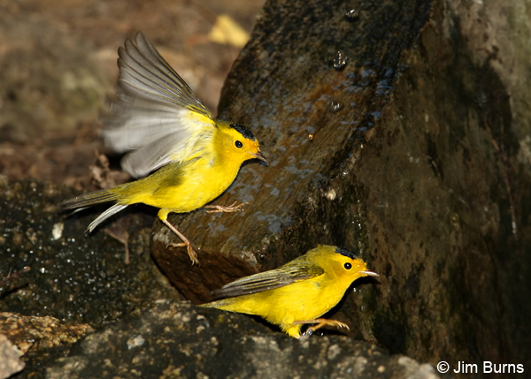 Wilson's Warbler males squabbling over water