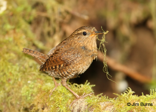 Pacific Wren with nesting material