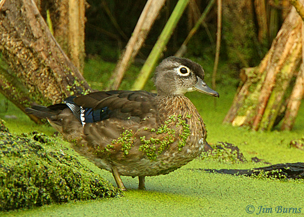 Wood Duck female in Duckweed--1121