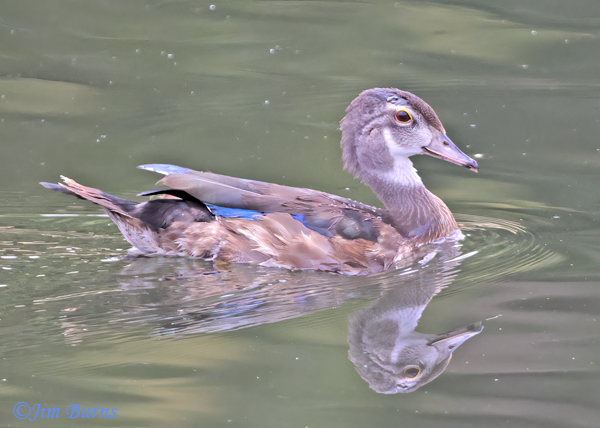 Wood Duck first summer male--9517