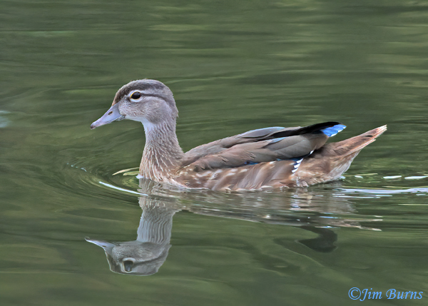 Wood Duck juvenile--9535