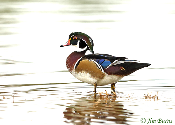 Wood Duck male on white--9979