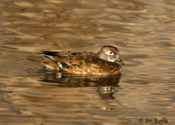 Wood Duck female at sunset