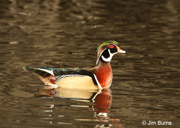 Wood Duck male at sunset