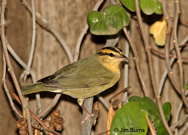 This Worm-eating Warbler at the waterfall in the Demonstration Garden was one of the most unexpected fall migrants ever recorded at the arboretum.