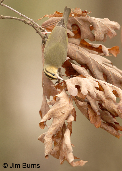 Worm-eating Warbler prospecting dead leaves