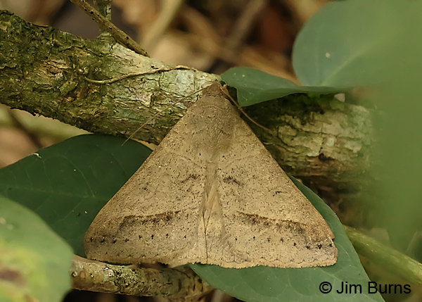 Yellow Mocis Moth, Texas