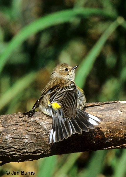 Yellow-rumped Warbler (Myrtle) rump and tail spots