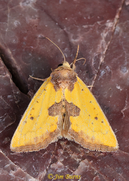 Yellow Sunflower Moth, Arizona--6247