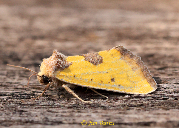 Yellow Sunflower Moth lateral view, Arizona--6285