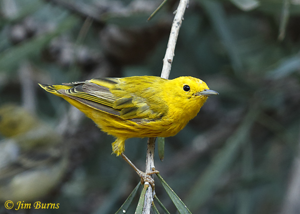 Yellow Warbler post breeding adult male molting--0674