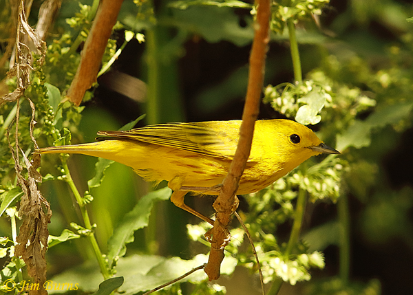 A male Yellow Warbler feeds along the Queen Creek Riparian area.