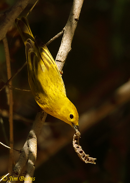 A male Yellow Warbler catches a caterpillar for its nestlings in a cottonwood along the Queen Creek Riparian area.