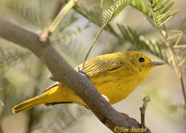 Yellow Warbler male in mesquite, Arizona in February--1831