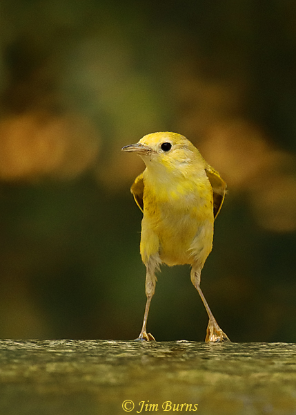 Yellow Warbler fledgling at waterhole--3435