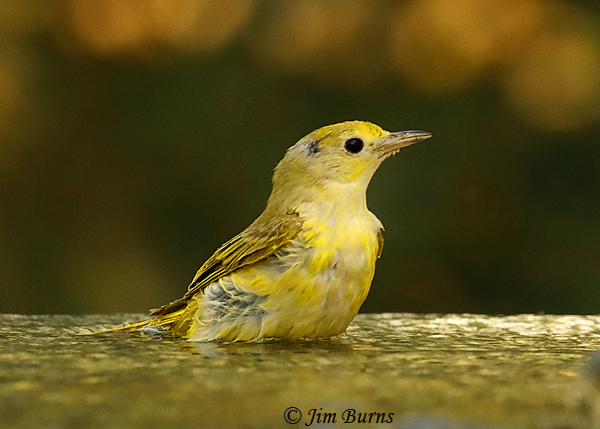 Yellow Warbler juvenile bathing--3438