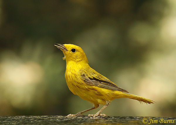 Yellow Warbler--4128
