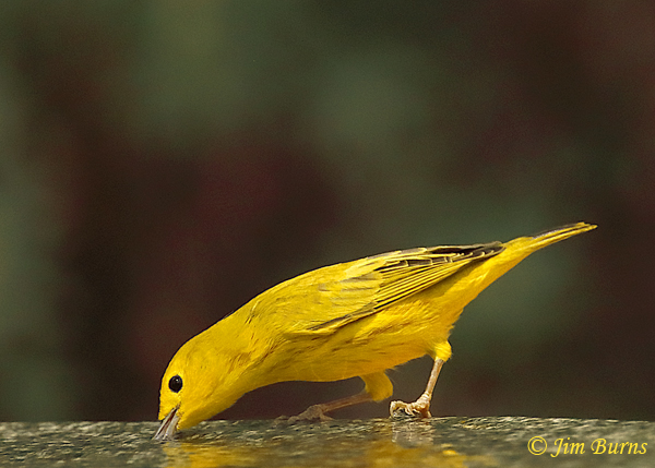 Yellow Warbler drinking--4956