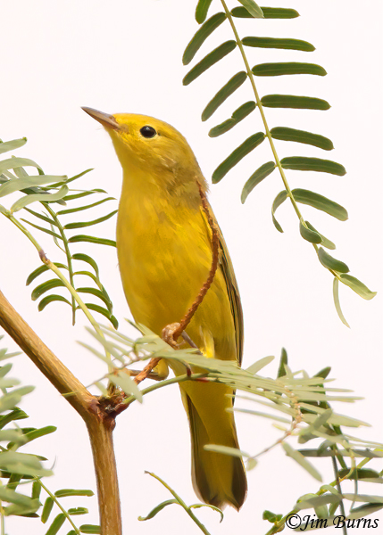Yellow Warbler fall adult in Mesquite--7237