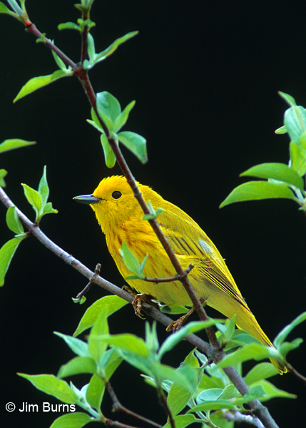 Yellow Warbler male in greenery