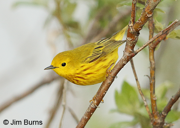 Yellow Warbler in tundra willows