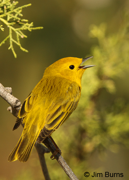 Yellow Warbler male dorsal view