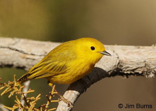 Yellow Warbler male on branch #2