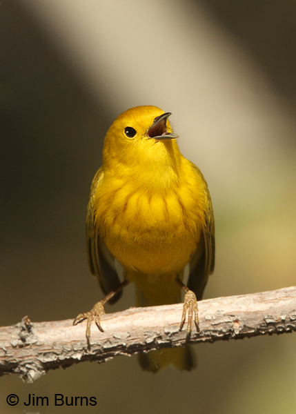 Yellow Warbler male singing