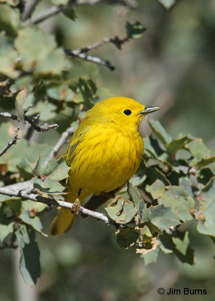 Yellow Warbler male in oak