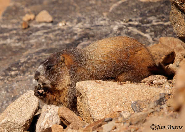 Yellow-bellied Marmot at breakfast--1026